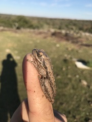 Boana pulchella