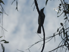 Myiodynastes maculatus