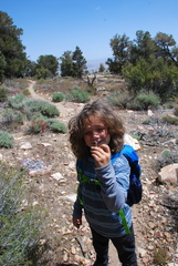 Phacelia curvipes