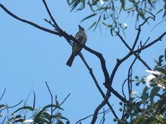 Myiodynastes maculatus