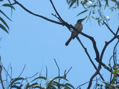 Myiodynastes maculatus