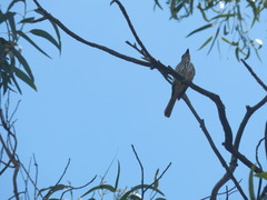 Myiodynastes maculatus