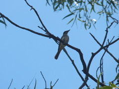 Myiodynastes maculatus