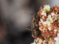 Tollius curtulus