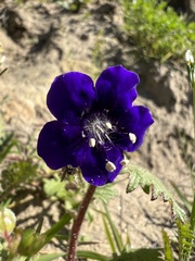 Phacelia parryi