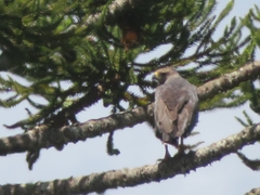 Buteogallus coronatus