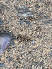 Leporidae