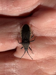 Catorhintha apicalis