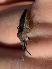 Catorhintha apicalis