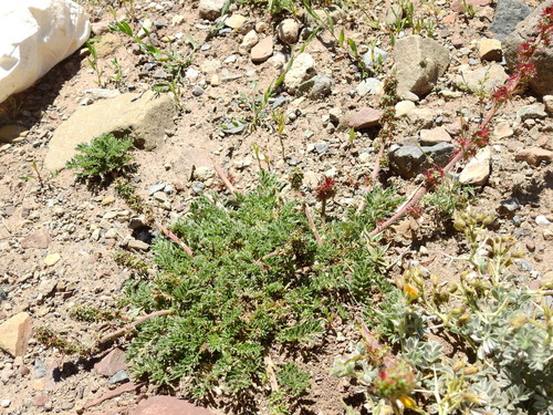 Argentinian biddy-biddy (Acaena pinnatifida)