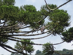 Buteogallus coronatus