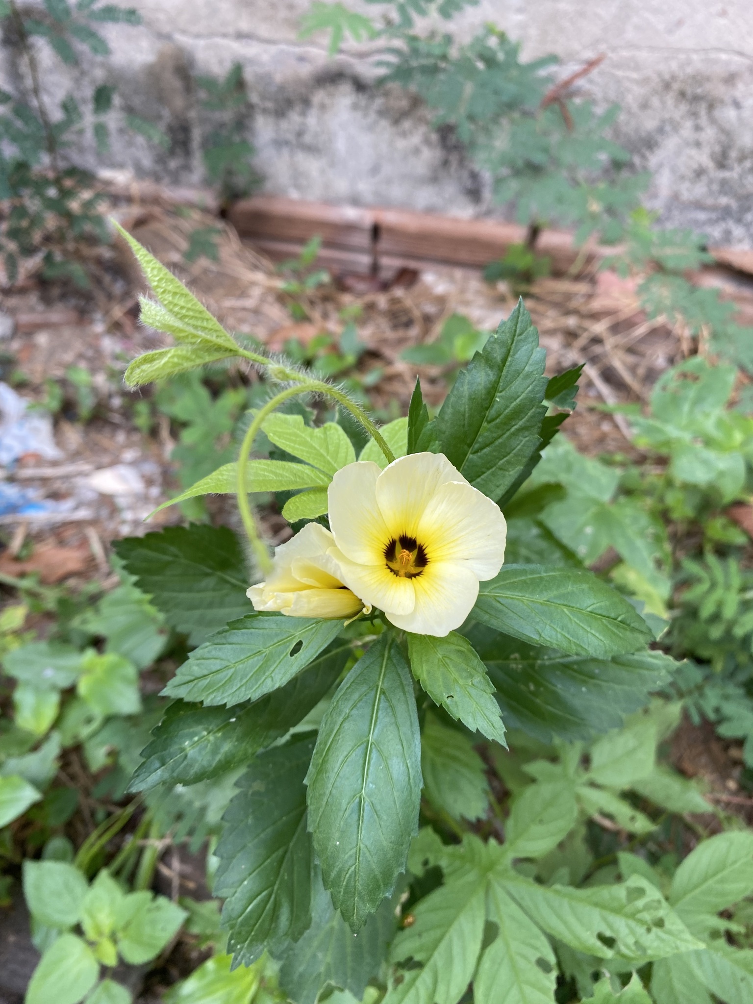 Turnera subulata
