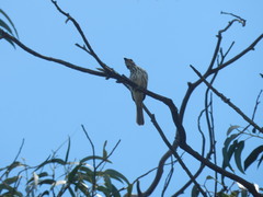 Myiodynastes maculatus
