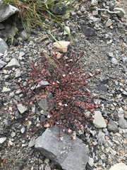 Epilobium melanocaulon