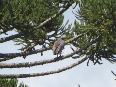 Buteogallus coronatus