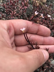 Epilobium melanocaulon