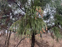 Cryptomeria japonica