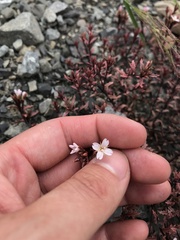 Epilobium melanocaulon