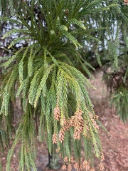 Cryptomeria japonica