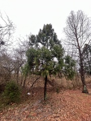 Cryptomeria japonica