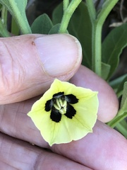 Physalis cinerascens spathulifolia