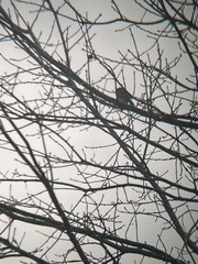 Setophaga coronata coronata