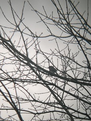 Setophaga coronata coronata