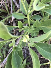 Physalis cinerascens spathulifolia