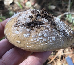 Amanita