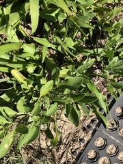 Physalis cinerascens spathulifolia