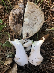 Amanita