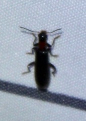 Cymatodera bicolor
