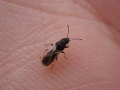 Metopoplax ditomoides