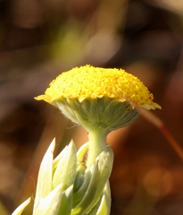 Schistostephium umbellatum