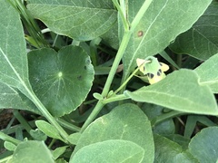 Physalis cinerascens spathulifolia