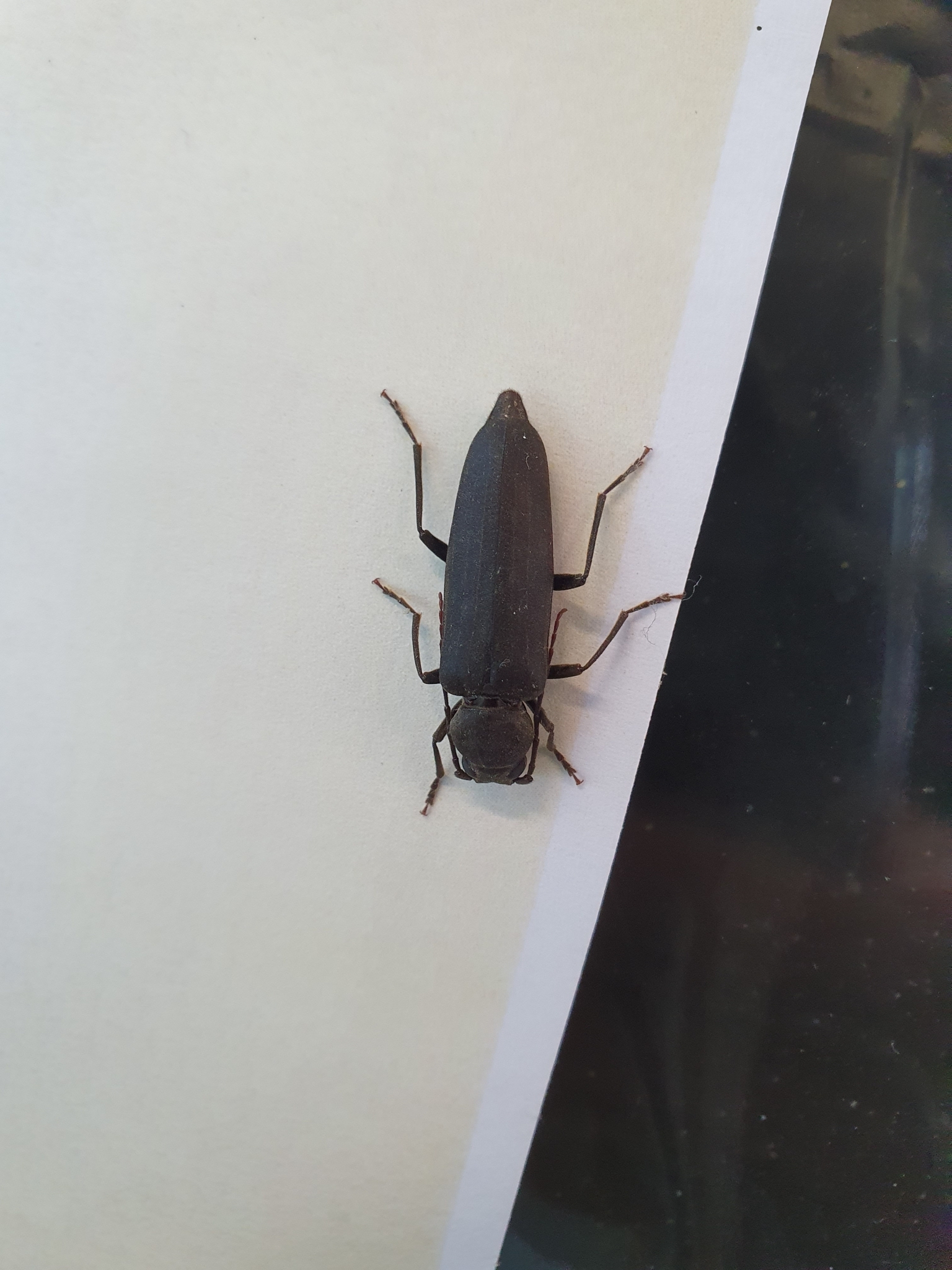 Arhopalus ferus (Mulsant, 1839)