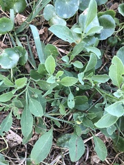 Physalis cinerascens spathulifolia