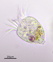 Strobilidium caudatum
