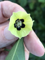 Physalis cinerascens spathulifolia