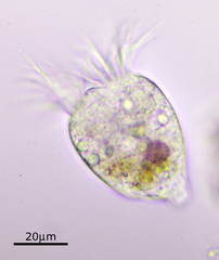 Strobilidium caudatum