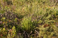 Schistostephium umbellatum
