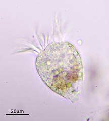 Strobilidium caudatum
