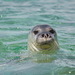 Mediterranean Monk Seal - Photo (c) Vasilis drosakis, some rights reserved (CC BY-SA)