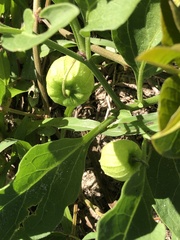 Physalis cinerascens spathulifolia