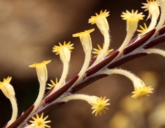 Struthiola fasciata