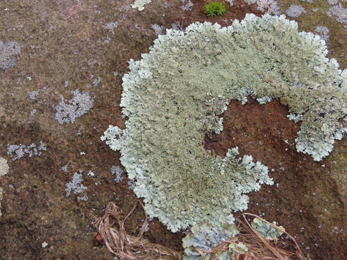 Taškuotasis auksakežis nuotrauka