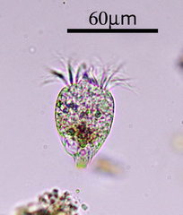 Strobilidium caudatum