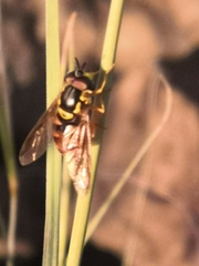 Chrysotoxum triarcuatum