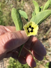Physalis cinerascens spathulifolia