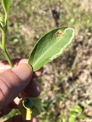 Physalis cinerascens spathulifolia